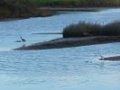 Lagoon waders