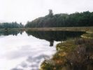 Swamp reflections