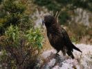 Kea