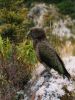 Kea2